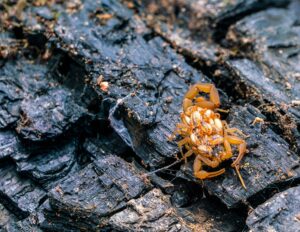MADRE ALACRÁN CON HIJOS