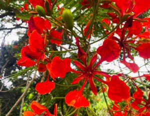 EL TERRERO PANTEPEC PUEBLA